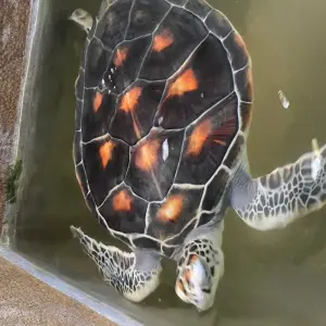 Explore Ultimate Adventure in Sri Lanka for 8 days with Exotic Perla and discover unforgettable experiences - Photo 5