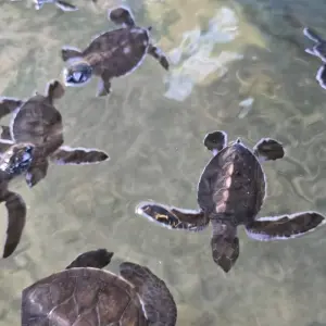 Explore Exquisite Sri Lankan Exploration for 14 days with Exotic Perla and discover unforgettable experiences - Photo 3