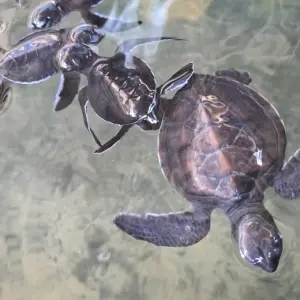 Explore Majestic Encounters in Sri Lanka for 9 days with Exotic Perla and discover unforgettable experiences - Photo 2