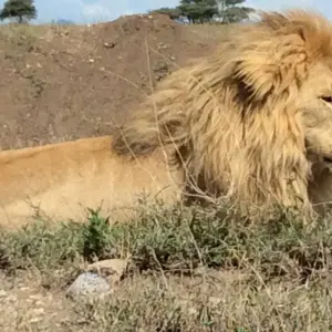 Explore 6 Days - Highlights of Tanzania Safari Adventure for 6 days with Exodus African Safari and discover unforgettable experiences - Photo 7