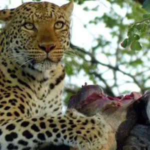 Explore 5 Days Tanzania Private Camping Safari for 5 days with Exodus African Safari and discover unforgettable experiences - Photo 7