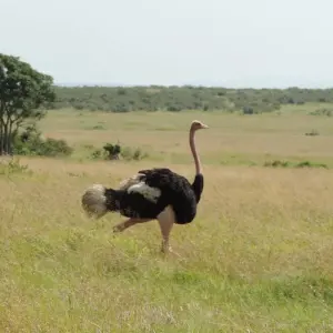 Explore 6 Days - Highlights of Tanzania Safari Adventure for 6 days with Exodus African Safari and discover unforgettable experiences - Photo 8