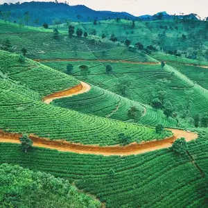 Explore Timeless Wonders of Sri Lanka for 10 days with Exotic Perla and discover unforgettable experiences - Photo 6