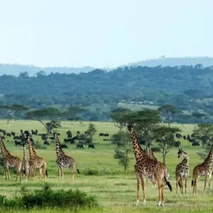 Explore 5 Days Tanzania Private Camping Safari for 5 days with Exodus African Safari and discover unforgettable experiences - Photo 8