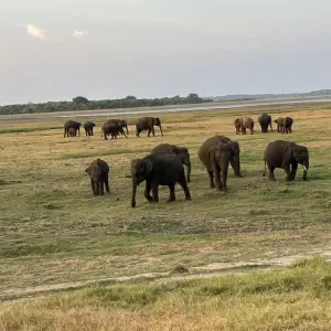 Explore Majestic Encounters in Sri Lanka for 9 days with Exotic Perla and discover unforgettable experiences - Photo 5