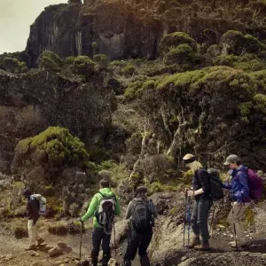 Explore Kilimanjaro Climb, 8-Days Lemosho Route for 8 days with Exodus African Safari and discover unforgettable experiences - Photo 10