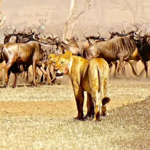 Explore 5 Days Tanzania Private Camping Safari for 5 days with Exodus African Safari and discover unforgettable experiences - Photo 11