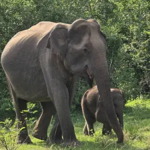 Explore Sri Lanka Grand Discovery Circuit for 12 days with Exotic Perla and discover unforgettable experiences - Photo 7