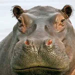 Explore Zambezi Canoe Safari for 8 days with Exodus Adventure Travels and discover unforgettable experiences - Photo 6