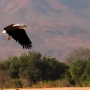 Explore Zambezi Canoe Safari for 8 days with Exodus Adventure Travels and discover unforgettable experiences - Photo 8