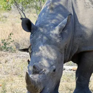 Explore Southern Africa Safari: Kruger & Coast for 11 days with Exodus Adventure Travels and discover unforgettable experiences - Photo 4