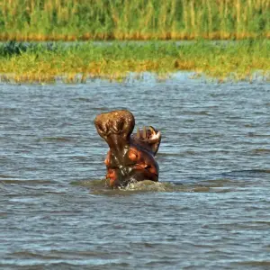 Explore Southern Africa Safari: Kruger & Coast for 11 days with Exodus Adventure Travels and discover unforgettable experiences - Photo 6