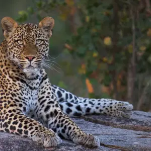 Explore Southern Africa Safari: Kruger & Coast for 11 days with Exodus Adventure Travels and discover unforgettable experiences - Photo 7