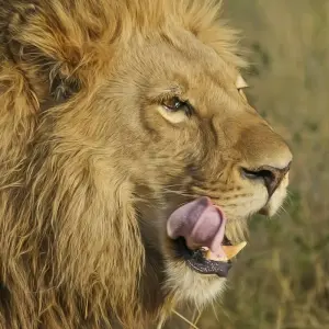 Explore Southern Africa Safari: Kruger & Coast for 11 days with Exodus Adventure Travels and discover unforgettable experiences - Photo 8