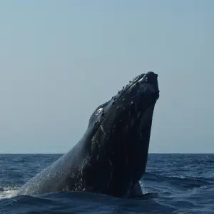 Explore Southern Africa Safari: Kruger & Coast for 11 days with Exodus Adventure Travels and discover unforgettable experiences - Photo 10