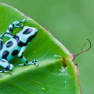 Explore Costa Rica's Coastal Secrets for 15 days with Exodus Adventure Travels and discover unforgettable experiences - Photo 3