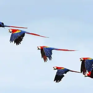 Explore Costa Rica's Coastal Secrets for 15 days with Exodus Adventure Travels and discover unforgettable experiences - Photo 4