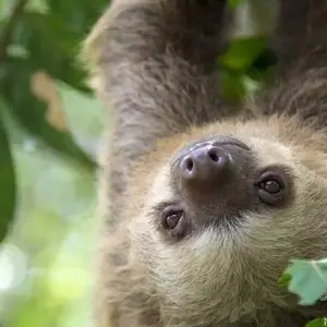 Explore Costa Rica's Coastal Secrets for 15 days with Exodus Adventure Travels and discover unforgettable experiences - Photo 6