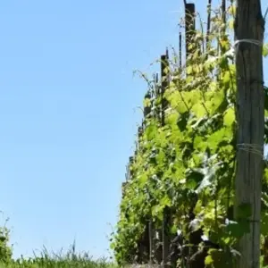 Explore Gastronomic Barolo Walk for 9 days with Exodus Adventure Travels and discover unforgettable experiences - Photo 6