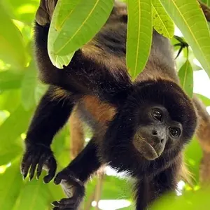 Explore Costa Rica's Coastal Secrets for 15 days with Exodus Adventure Travels and discover unforgettable experiences - Photo 8