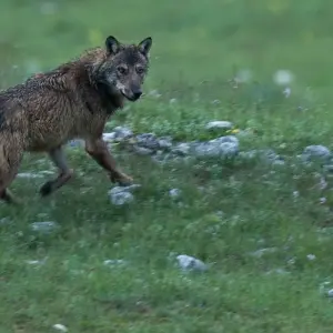 Explore Italian Apennines: Walks &amp; Wildlife for 6 days with Exodus Adventure Travels and discover unforgettable experiences - Photo 5