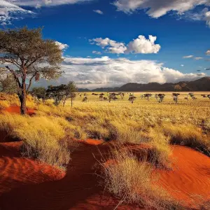 Explore Victoria Falls to Cape Town - Camping for 20 days with Exodus Adventure Travels and discover unforgettable experiences - Photo 10