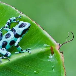 Explore Costa Rica's Coastal Secrets for 15 days with Exodus Adventure Travels and discover unforgettable experiences - Photo 9