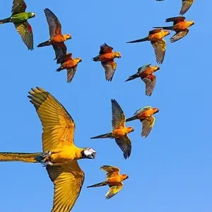 Explore Costa Rica's Coastal Secrets for 15 days with Exodus Adventure Travels and discover unforgettable experiences - Photo 10