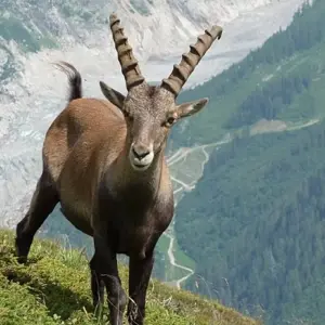 Explore Mont Blanc Highlights for 8 days with Exodus Adventure Travels and discover unforgettable experiences - Photo 5