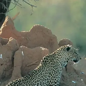 Explore Wildlife & Wilderness of Botswana for 14 days with Exodus Adventure Travels and discover unforgettable experiences - Photo 3