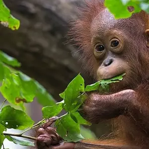 Explore Borneo & the Malaysian Peninsula for 14 days with Exodus Adventure Travels and discover unforgettable experiences - Photo 3