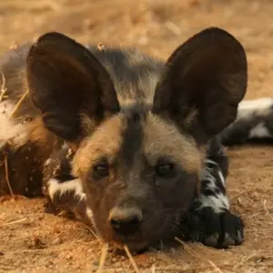 Explore Wildlife & Wilderness of Botswana for 14 days with Exodus Adventure Travels and discover unforgettable experiences - Photo 5