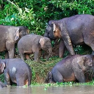 Explore Borneo & the Malaysian Peninsula for 14 days with Exodus Adventure Travels and discover unforgettable experiences - Photo 5