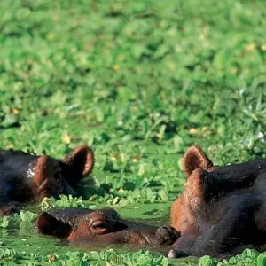 Explore Wildlife & Wilderness of Botswana for 14 days with Exodus Adventure Travels and discover unforgettable experiences - Photo 6