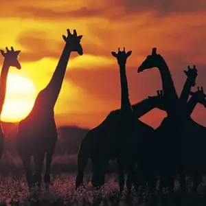 Explore Wildlife & Wilderness of Botswana for 14 days with Exodus Adventure Travels and discover unforgettable experiences - Photo 7