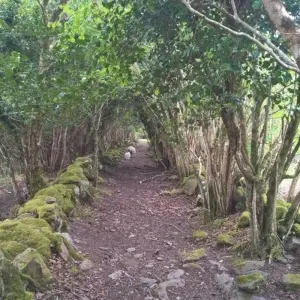 Explore Walking the Kerry Way and Killarney National Park for 8 days with Exodus Adventure Travels and discover unforgettable experiences - Photo 4