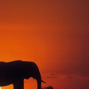 Explore Wildlife & Wilderness of Botswana for 14 days with Exodus Adventure Travels and discover unforgettable experiences - Photo 10