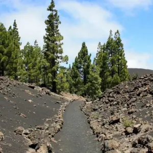 Explore Contrasts of Tenerife Walk for 8 days with Exodus Adventure Travels and discover unforgettable experiences - Photo 6