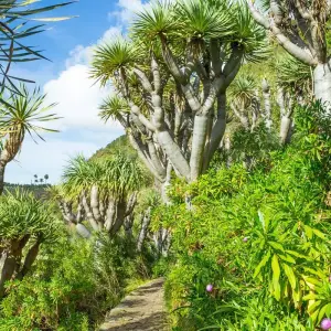 Explore Contrasts of Gran Canaria for 8 days with Exodus Adventure Travels and discover unforgettable experiences - Photo 5