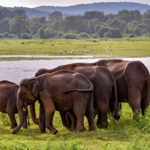 Explore Sri Lanka: Wild Family Adventure for 12 days with Exodus Adventure Travels and discover unforgettable experiences - Photo 3