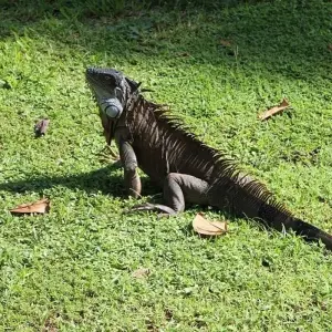 Explore Costa Rica Family Escape for 8 days with Exodus Adventure Travels and discover unforgettable experiences - Photo 2