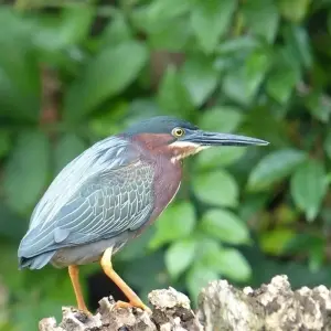 Explore Costa Rica Family Escape for 8 days with Exodus Adventure Travels and discover unforgettable experiences - Photo 4