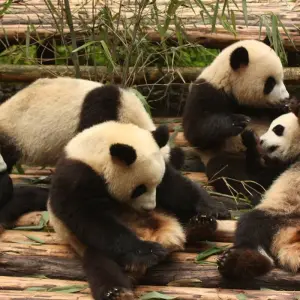 Explore Essential China for 11 days with Exodus Adventure Travels and discover unforgettable experiences - Photo 5