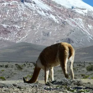 Explore Highlights of Ecuador: Andes to Amazon for 14 days with Exodus Adventure Travels and discover unforgettable experiences - Photo 2
