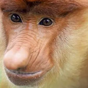 Explore Borneo Wildlife Discoverer for 15 days with Exodus Adventure Travels and discover unforgettable experiences - Photo 4