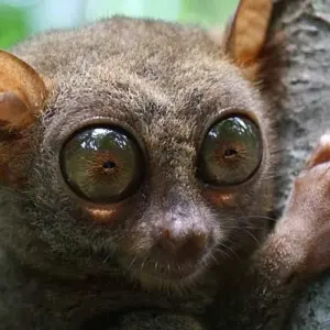 Explore Borneo Wildlife Discoverer for 15 days with Exodus Adventure Travels and discover unforgettable experiences - Photo 5