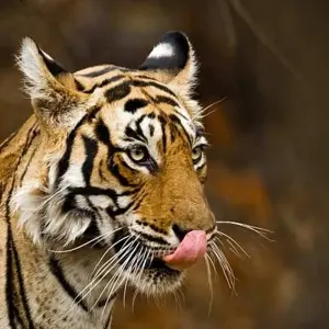 Explore Colours of Rajasthan for 13 days with Exodus Adventure Travels and discover unforgettable experiences - Photo 7