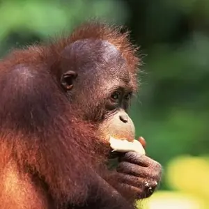 Explore Borneo Wildlife Discoverer for 15 days with Exodus Adventure Travels and discover unforgettable experiences - Photo 6