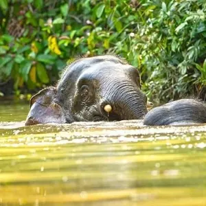 Explore Borneo Wildlife Discoverer for 15 days with Exodus Adventure Travels and discover unforgettable experiences - Photo 7