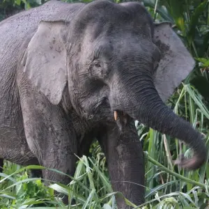 Explore Borneo Family Wildlife Adventure for 12 days with Exodus Adventure Travels and discover unforgettable experiences - Photo 2